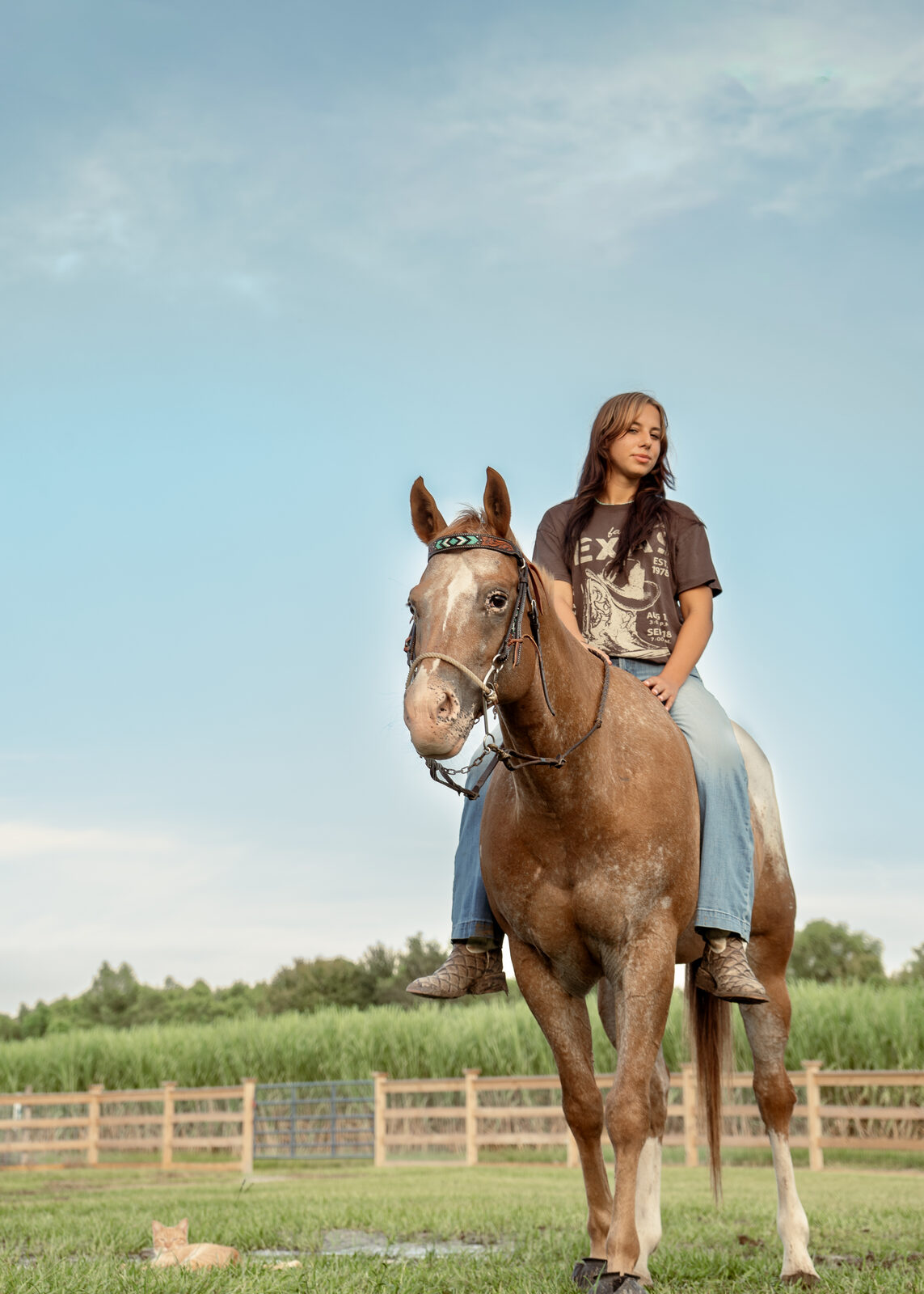 Portrait of a rider on horseback at golden hour