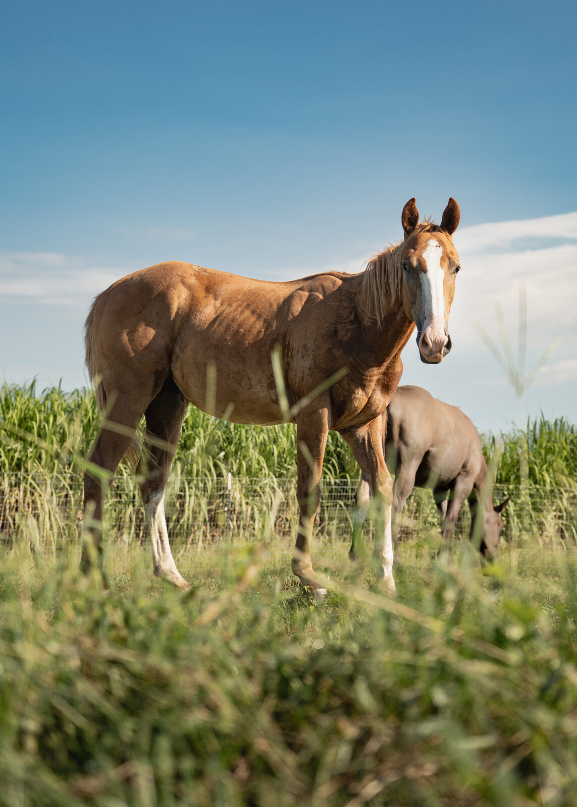 Two horses standing in tall pasture grass under a blue sky