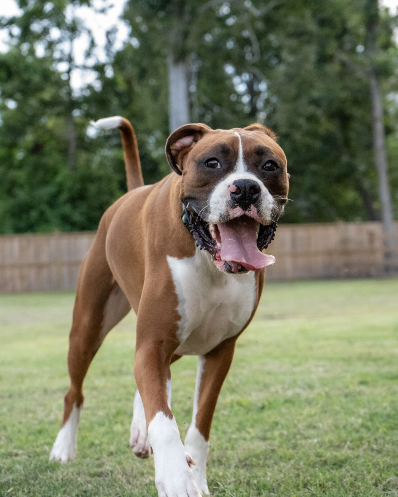 Boxer dog running through a fenced yard