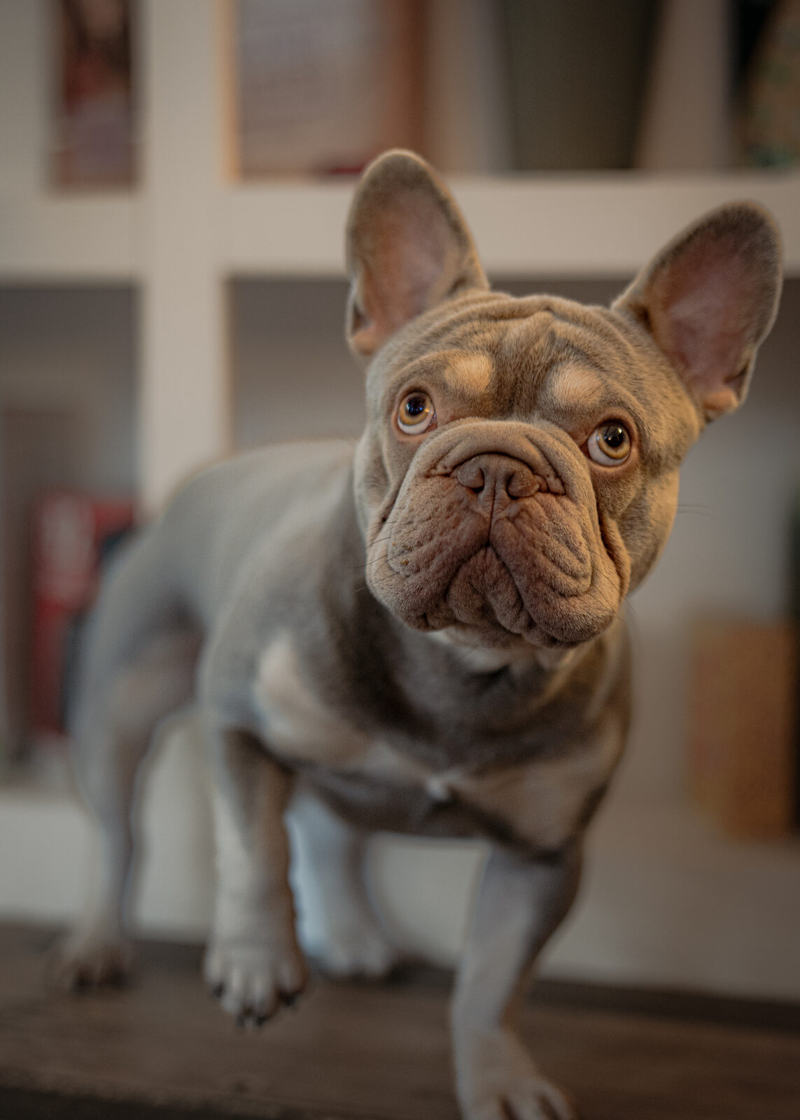 French bulldog portrait in soft indoor light